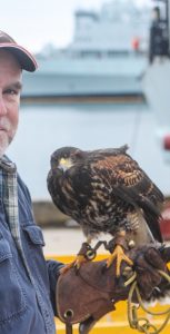 Falconer John Allen is seen with Pandora, a Harris’s Hawk, near Jetty NF at HMC Dockyard, where he comes three times a week to help keep the area’s gull population at bay.
Photo: Ryan Melanson/Trident Staff